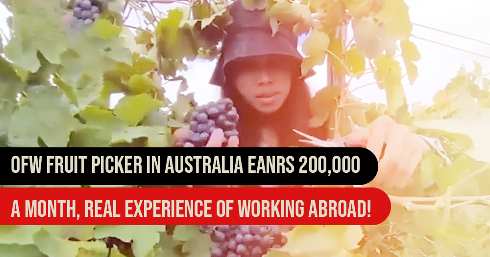 OFW Fruit Picker In Australia Gets 200,000 A Month, Real Experience of